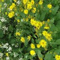 Doronicum pardalianches
